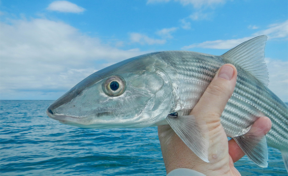 Bonefish caught in Belize/