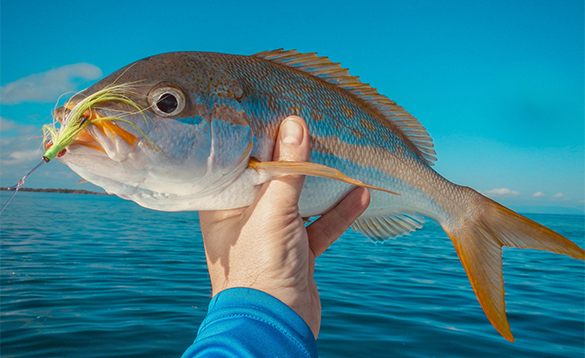 Snapper fish caught in Roberts Grove Beach Resort in Belize/