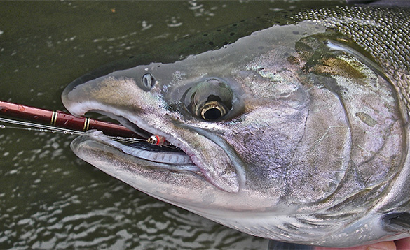 close up picture of the head of a Coho Salmon/