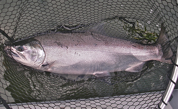 Coho Salmon laid in the bottom of a landing net/