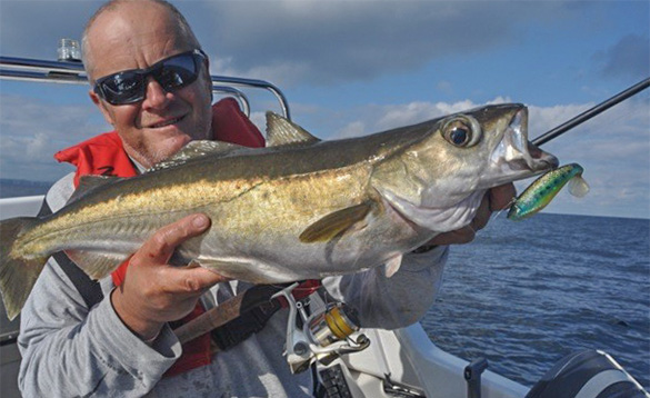angler on a boat holding a recently caught pollock/