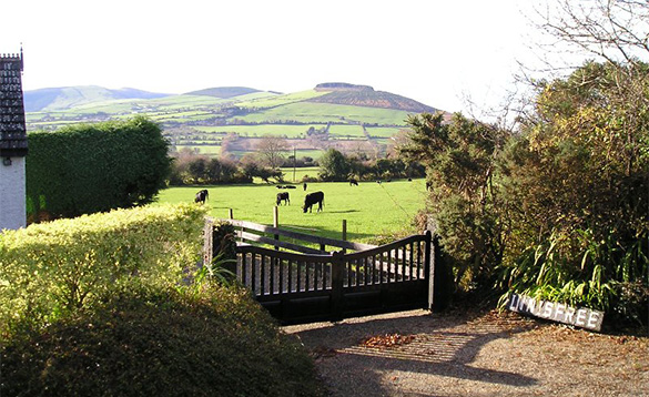 Cattle grazing in fields beside the Wicklow mountains/