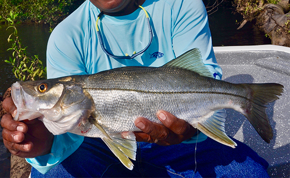 Snook fish caught in Nicaragua/