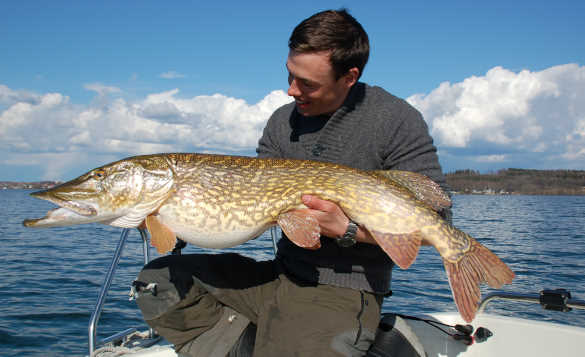 Angler holding a pike caught in Sweden/