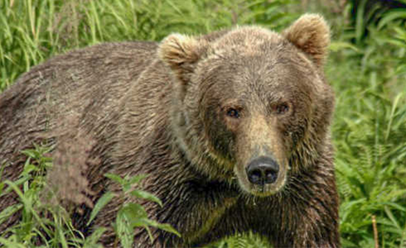 Grizzly bear walking through long grass in Alaska/