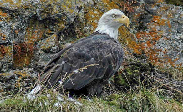 Bald eagle beside a rocky cliff in Alaska/