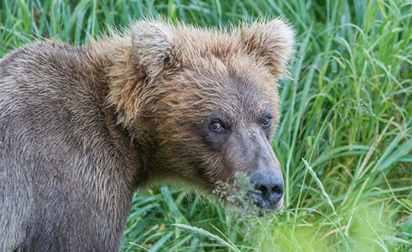 Head of a brown bear looking through grass in Alaska/