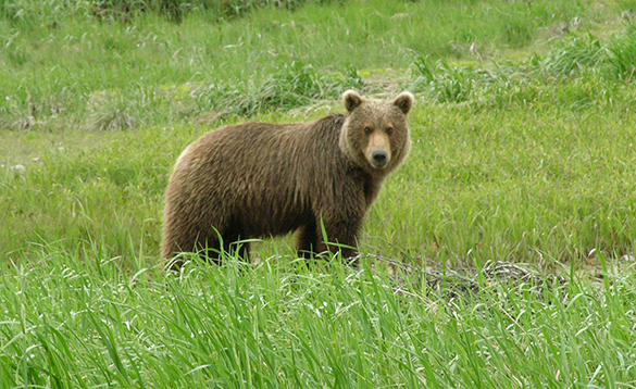 Bear on Kodiak Island standing amongst long grass/