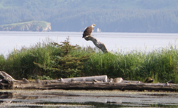Eagle sitting on a tree stump at the edge of a lake on Kodiak Island/