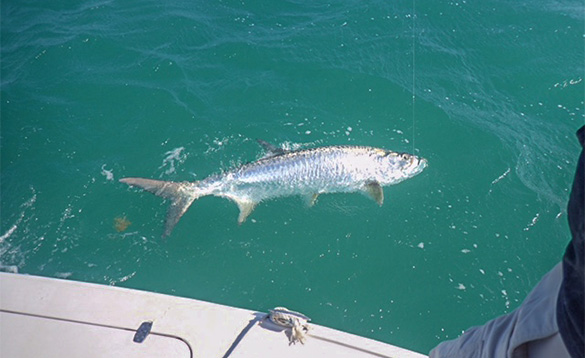 Tarpon fish caught by an angler fishing from a boat in Florida/