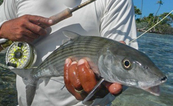 Angler holding a bonefish caught in Belize/