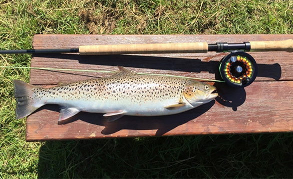 Sea trout next to a fly fishing rod/