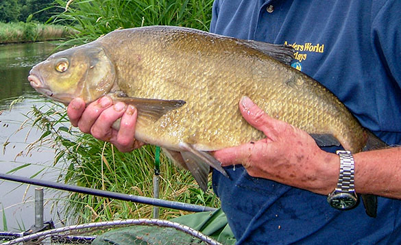 Bream caught from Holland canal/