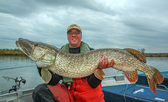 angler sitting on a boat holding a 29lb 8oz pike caught in Holland/