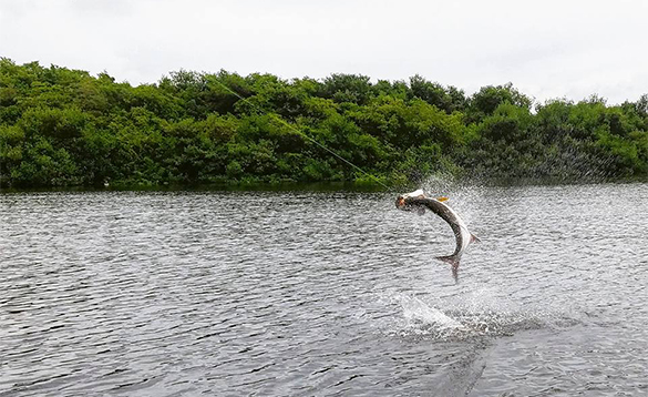 Tarpon leaping out of the water in Puerto Rico/