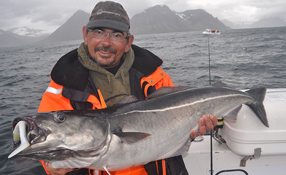 Man holding a thirty pound coalfish with snow capped mountains in the background/