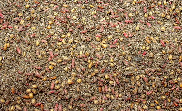 Dark ground bait mix with lots of particle/