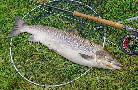 Salmon fish laid on grass with a fly fishing rod and reel/