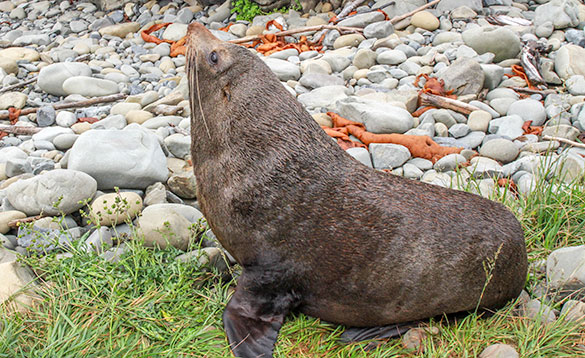  South Island Fur Seal/