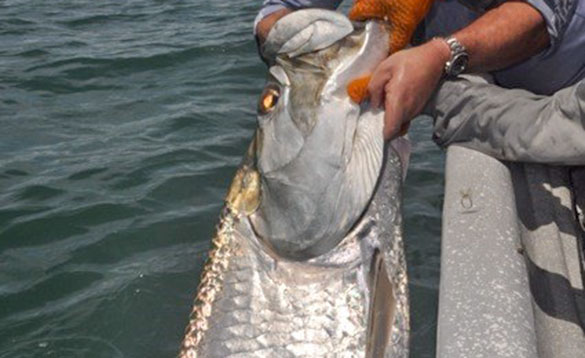 Releasing a tarpon from a boat in Nicaragua/
