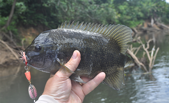 Bass fish caught in Nicaragua/