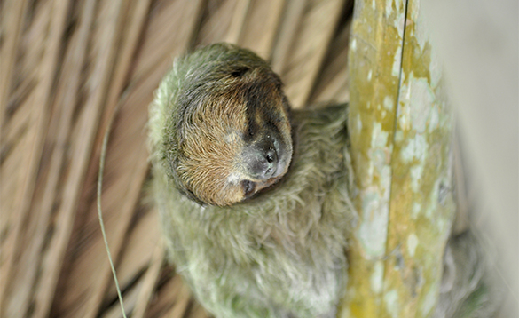 Close up of a sloth's face/
