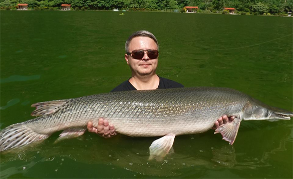 Angler standing in a lake holding a alligator gar fish caught in Thailand/