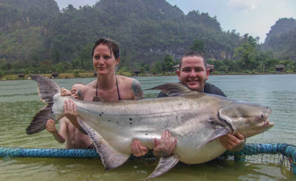 Two anglers standing chest high in a river in Thailand holding a large Mekong Catfish/