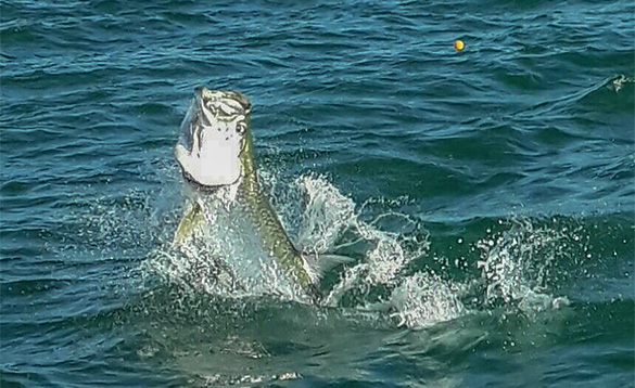 Tarpon leaping out of the sea in Florida, USA/