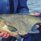Close up photo of a bream caught in Ireland