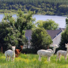 View across a field of alpacas looking towards a lake in Ireland