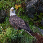 Eagle sat in a tree