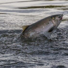 Coho salmon jumping out of a river