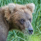 Close up of a brown bears face