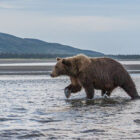 Brown bear walking through a shallow river