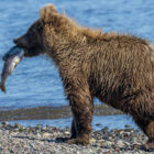 Brown bear cub walking on the side of a river with a salmon in its mouth