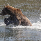 Brown bear splashing in a river