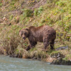 Bear walking alongside a river bank in Alaska
