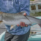 Close up of Tarpon fish held by an angler stood on a boat