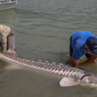 Two people holding a large sturgeon fish in shallow water near a boat