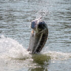 Sturgeon fish leaping out of a river