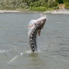 sturgeon fish jumping out of a river