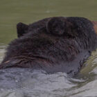 Bear swimming across a river