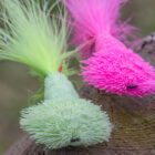 Bright pink and green surface poppers used for fishing
