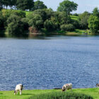 Cows grazing in a field next to a lake