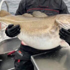 Close up of large cod caught in Norway