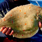 Large plaice caught in Norway