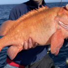 Close up of red fish caught in Norway