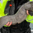 Close up of wolf fish