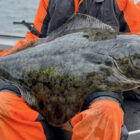 Close up of Halibut caught in Norway